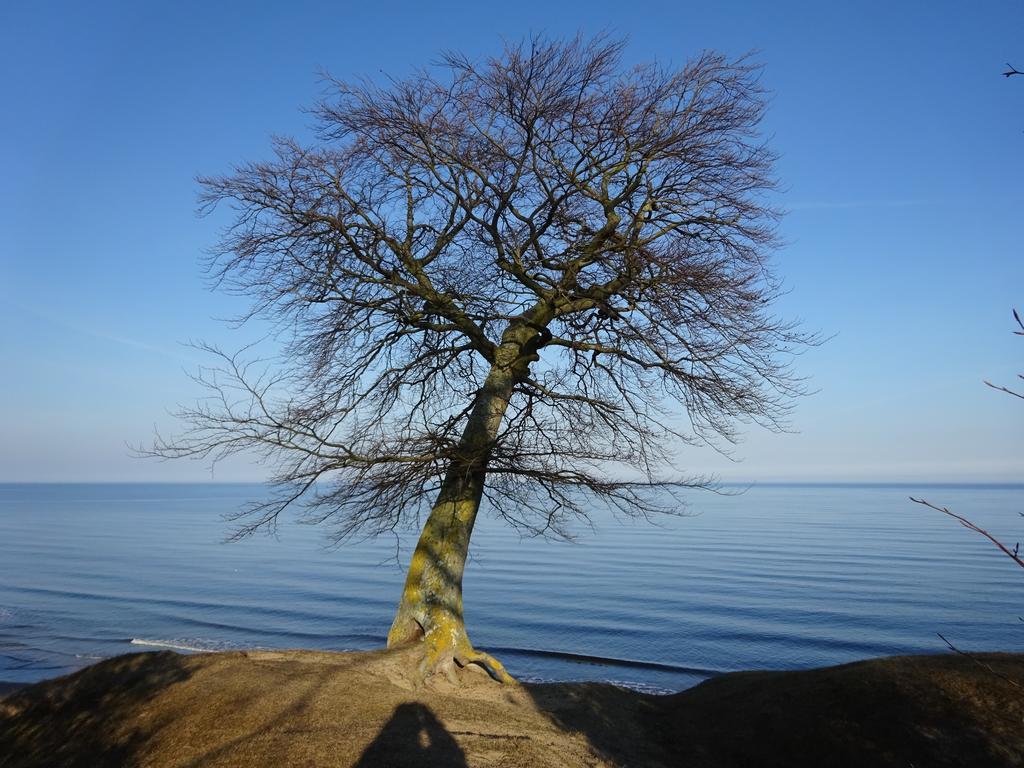 Solrosen I Simrishamn - Oesterlen Экстерьер фото